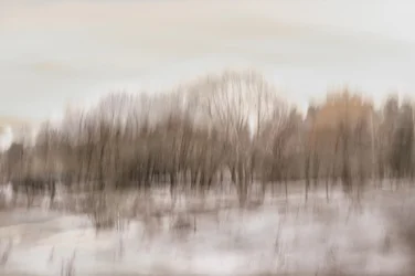 Blurred Forest Reflection