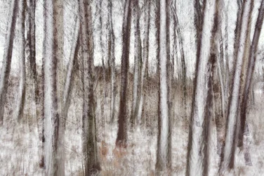 Blurred Winter Trees