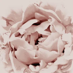 Blush Pink Peony