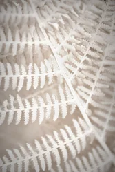 Delicate Fern Pattern