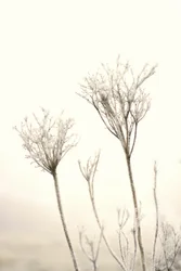 Delicate Winter Frost