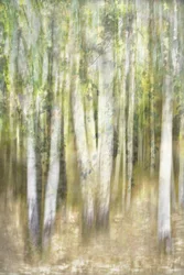 Dreamy Aspen Forest