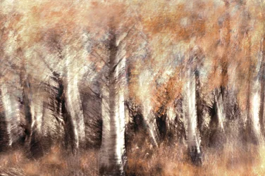 Dreamy Autumn Birches