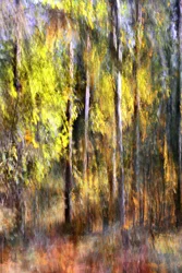 Dreamy Autumn Forest