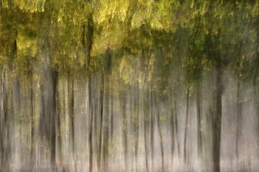 Dreamy Autumn Forest