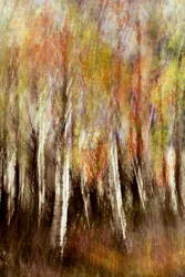 Dreamy Autumn Forest