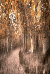 Dreamy Autumn Forest Path
