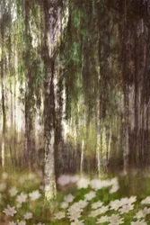 Dreamy Birch Forest