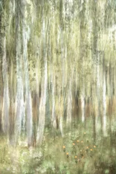 Dreamy Birch Woods