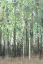 Dreamy Birch Woods