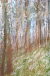 Dreamy Forest Bloom