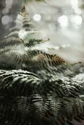 Dreamy Forest Ferns