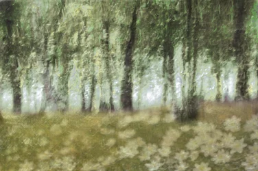 Dreamy Forest Flowers
