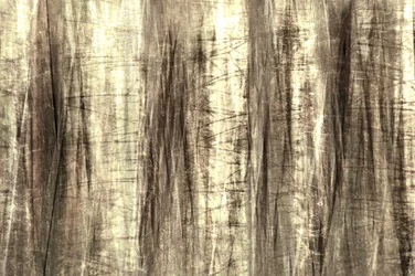 Dreamy Forest Lines