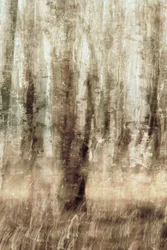 Dreamy Forest Motion