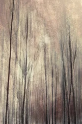 Dreamy Forest Trees