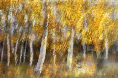 Dreamy Golden Forest