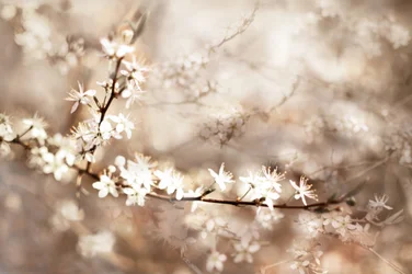 Dreamy White Blossoms