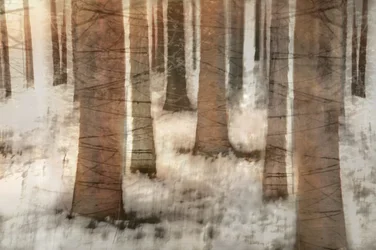 Dreamy Winter Forest