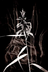 Elegant Sepia Reed
