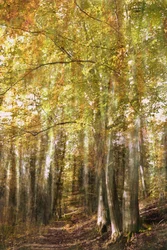 Enchanted Forest Path