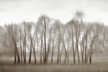 Ethereal Blurred Trees