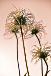 Ethereal Botanical Forms