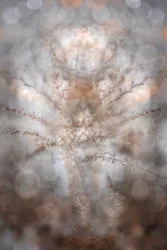 Ethereal Botanical Symmetry