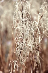 Ethereal Dried Plant