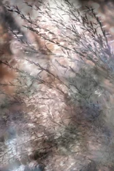 Ethereal Flowing Grass