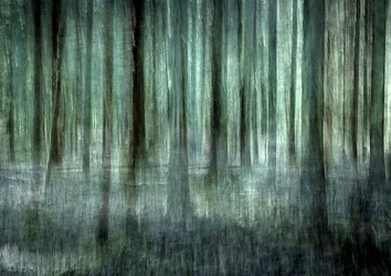 Ethereal Forest Blur