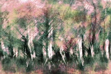 Ethereal Forest Dream