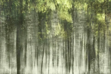 Ethereal Forest Light
