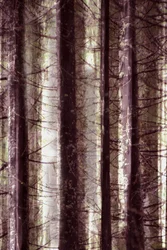 Ethereal Forest Light