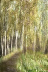 Ethereal Forest Walk