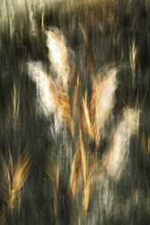 Ethereal Golden Grass
