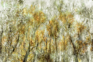 Ethereal Golden Trees