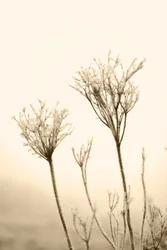 Ethereal Winter Botanicals