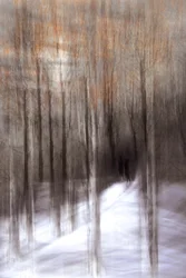 Ethereal Winter Forest