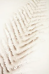 Fern Imprint in Sand