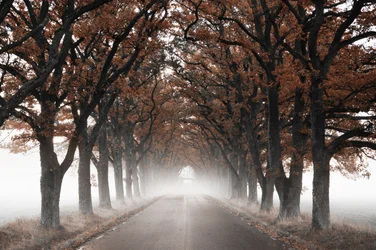Foggy Autumn Tree Tunnel