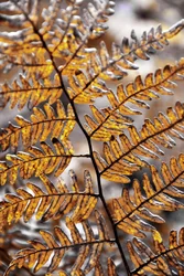 Golden Autumn Fern