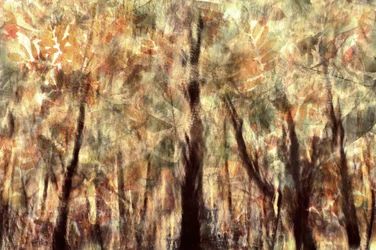 Golden Autumn Forest