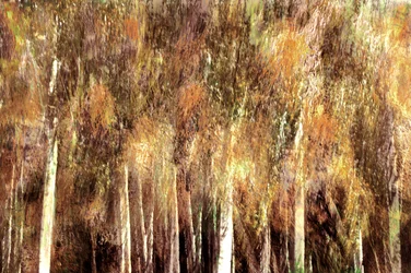 Golden Autumn Forest