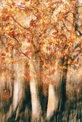 Golden Autumn Forest Blur