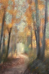 Golden Autumn Forest Path