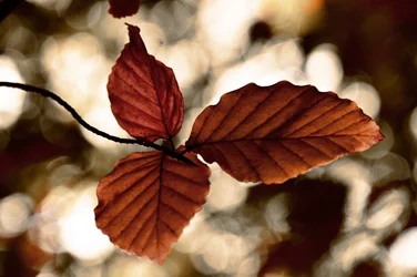 Golden Autumn Leaves