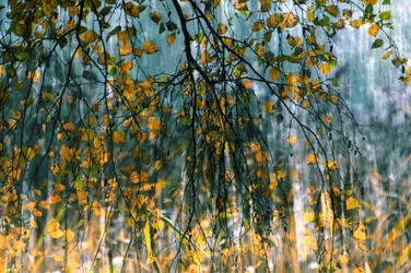 Golden Autumn Rain