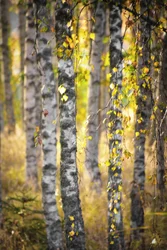 Golden Birch Forest