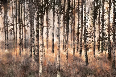 Golden Birch Forest